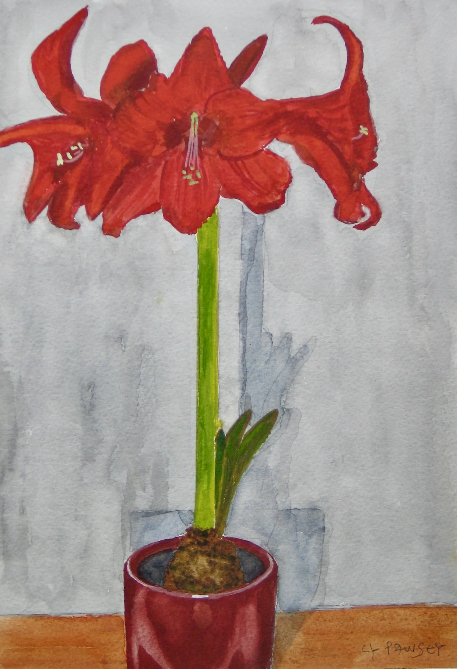 Amaryllis flowering - watercolour painting, detail
