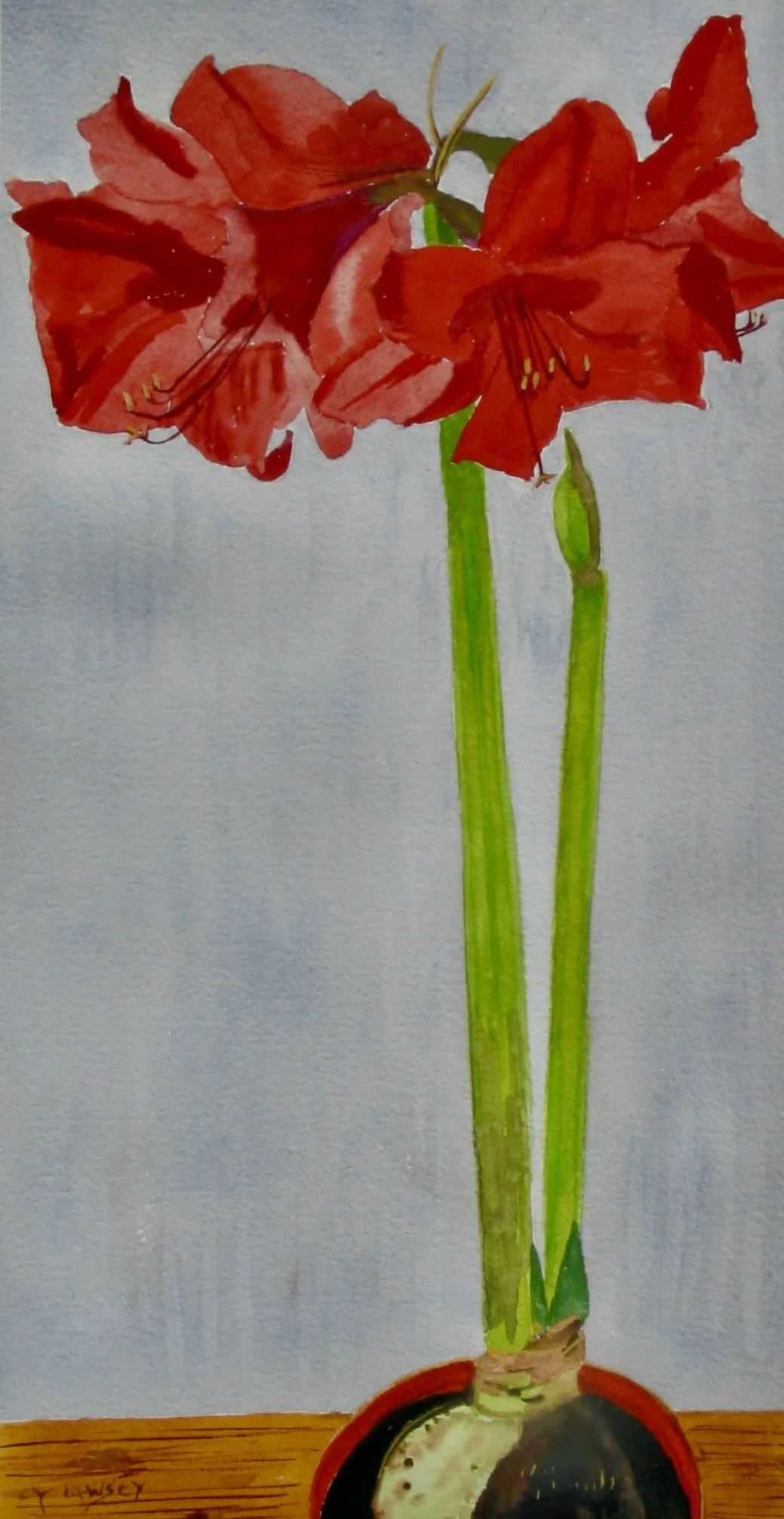 Red amaryllis flower, watercolour painting by Cy Pawsey at galeriecy.com
