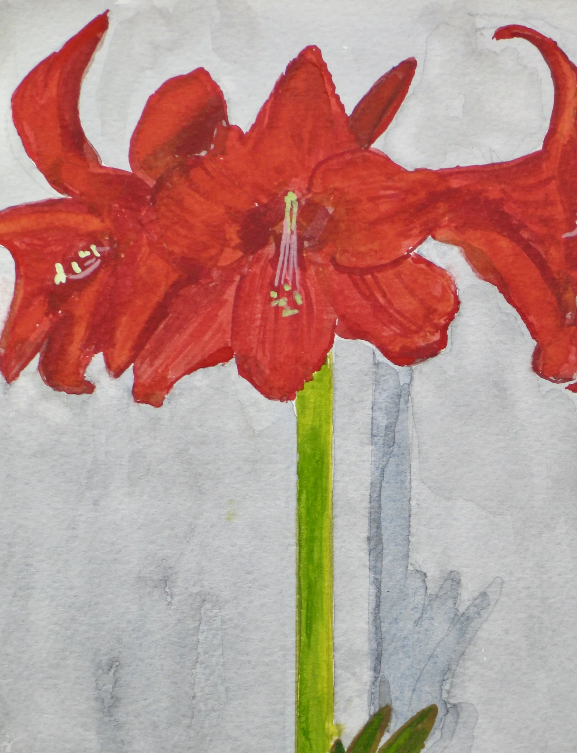 Red amaryllis watercolour painting by Cy Pawsey