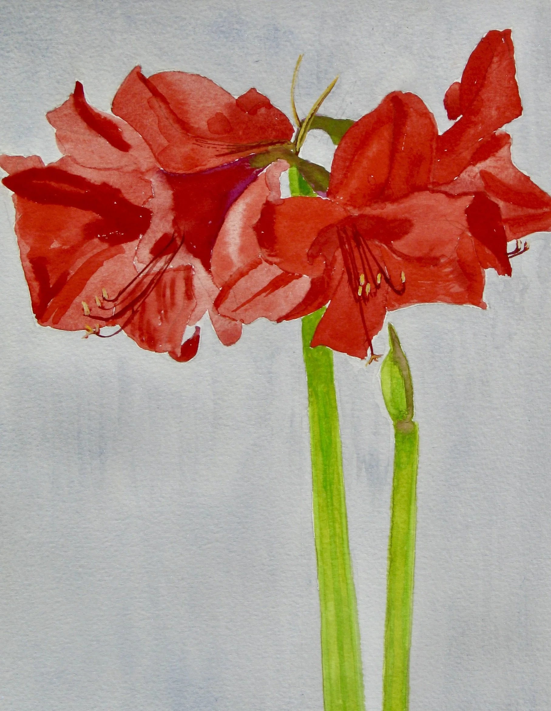 Red amaryllis flower, detail from watercolour painting by Cy Pawsey