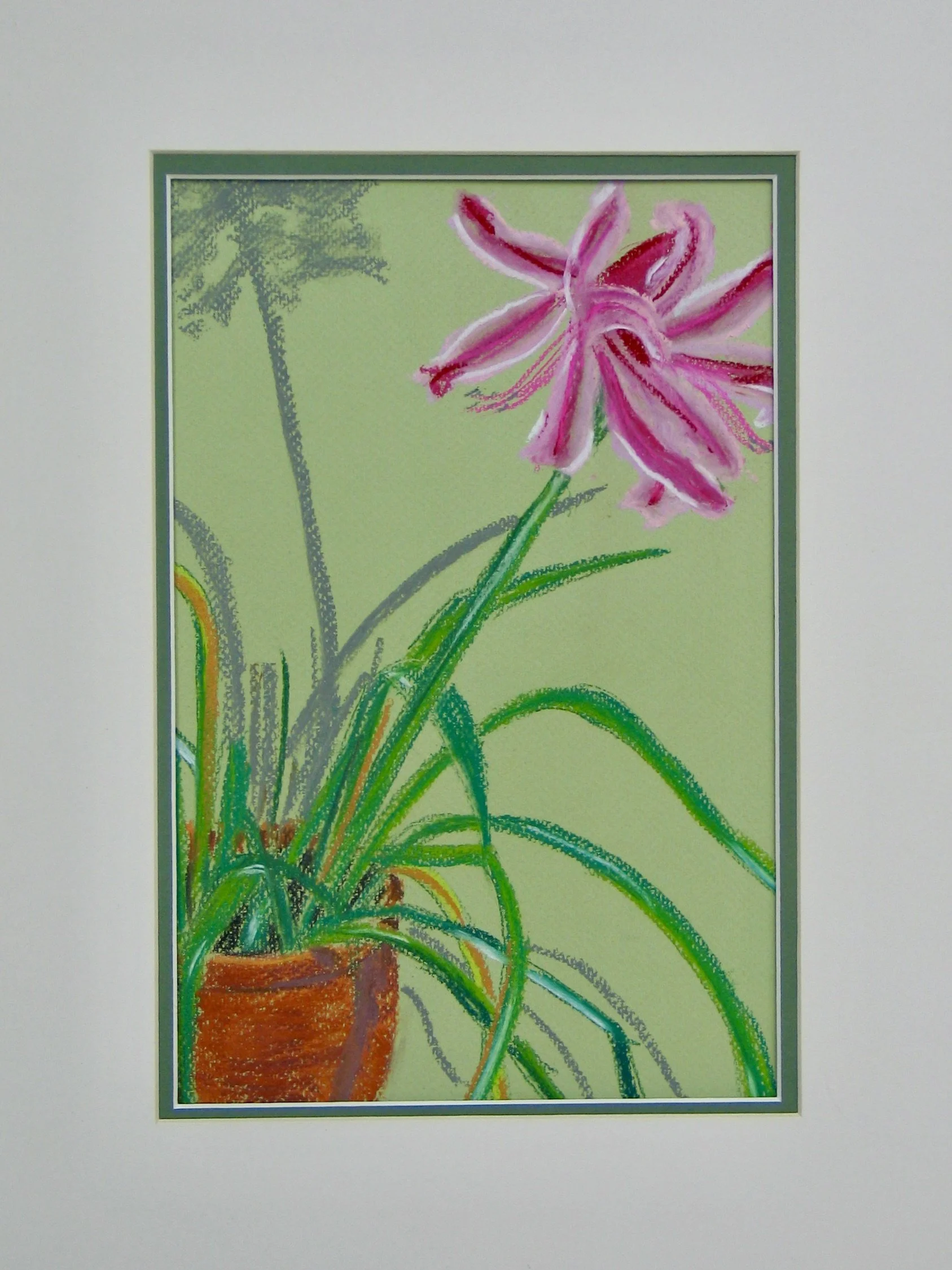 Lily in a pot, pastel painting by Cy Pawsey