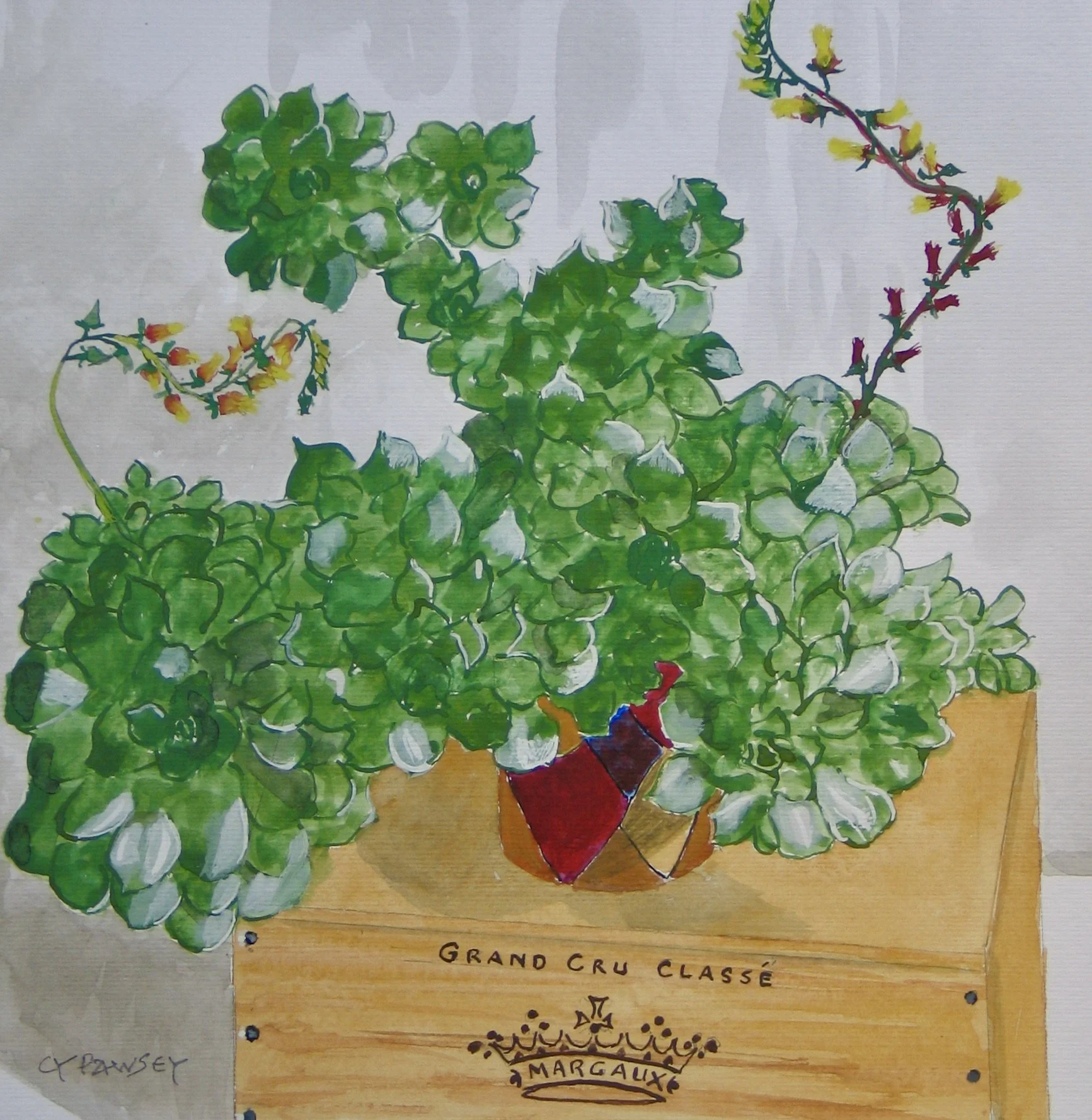 Echeveria succulent gouache painting by Cy Pawsey