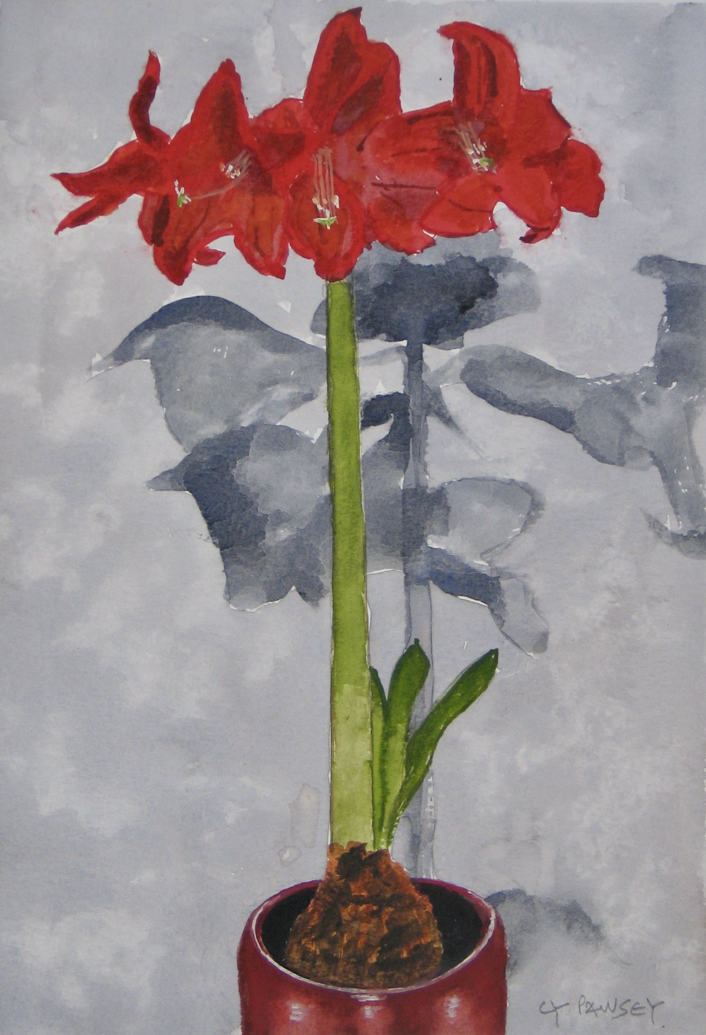 Red amaryllis flowering in a pot, watercolour by Cy Pawsey