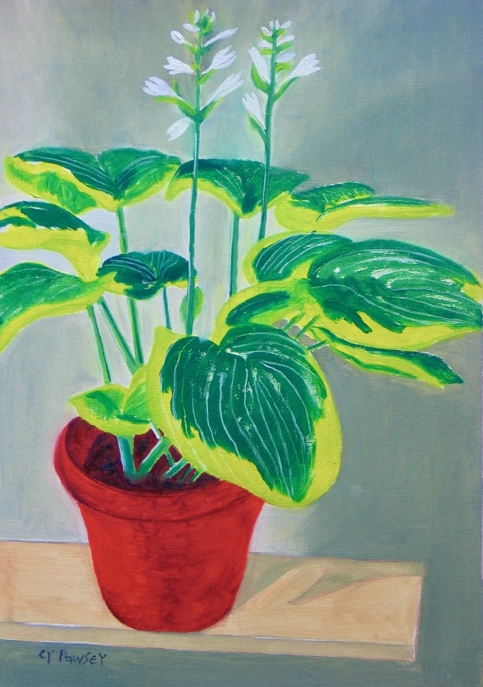 Original oil painting - flowering costa by Cy Pawsey