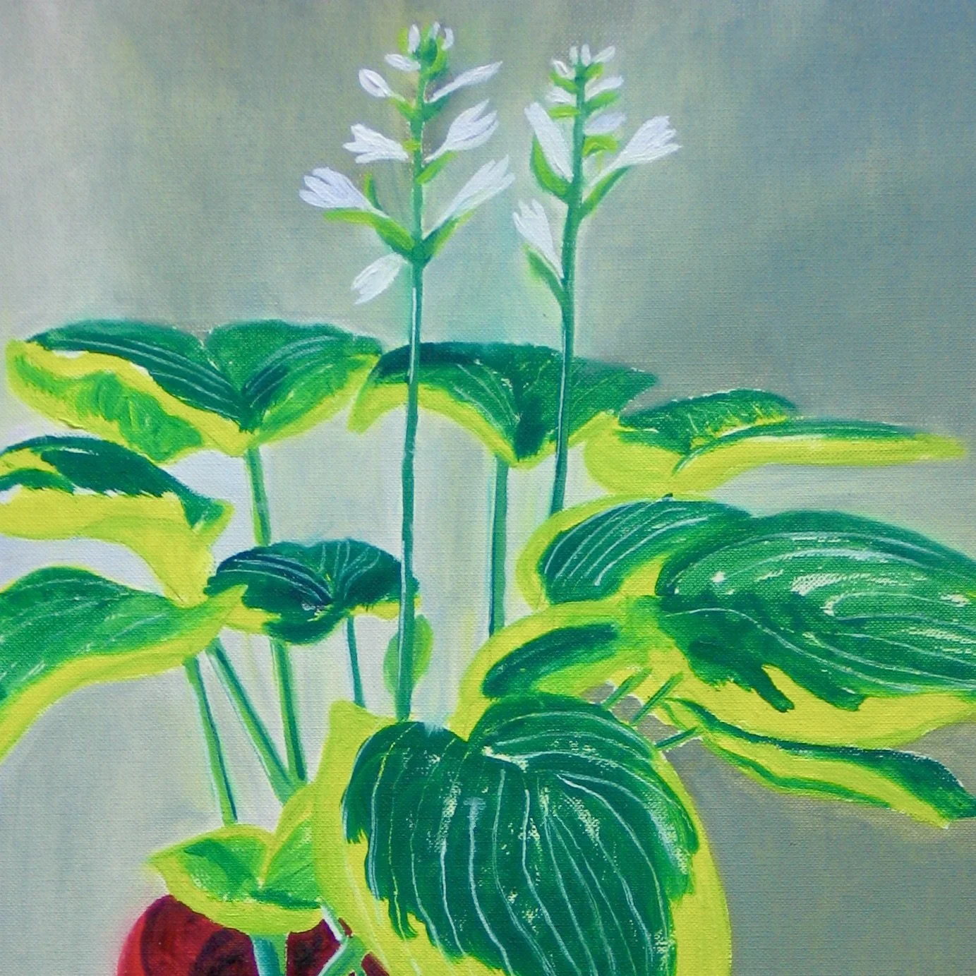 Hosta in a terracotta pot by Cy Pawsey at galeriecy.com