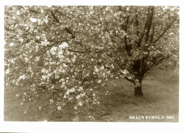 BloomingTree.jpg