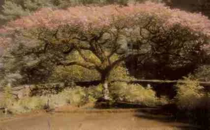DogwoodTree.jpg