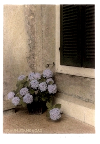 HydrangeasShutters.jpg