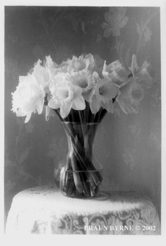 Jonquils.jpg