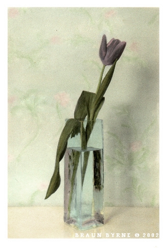 ThoughtfulTulip.jpg