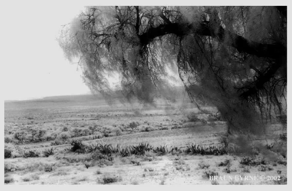DesertTree.jpg