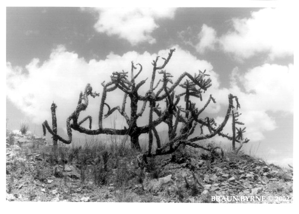 GnarlyCactus.jpg