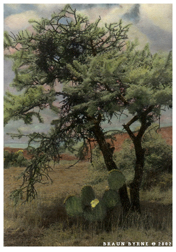 TreeCactus.jpg
