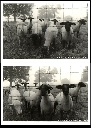 TwiceTheSheep.jpg