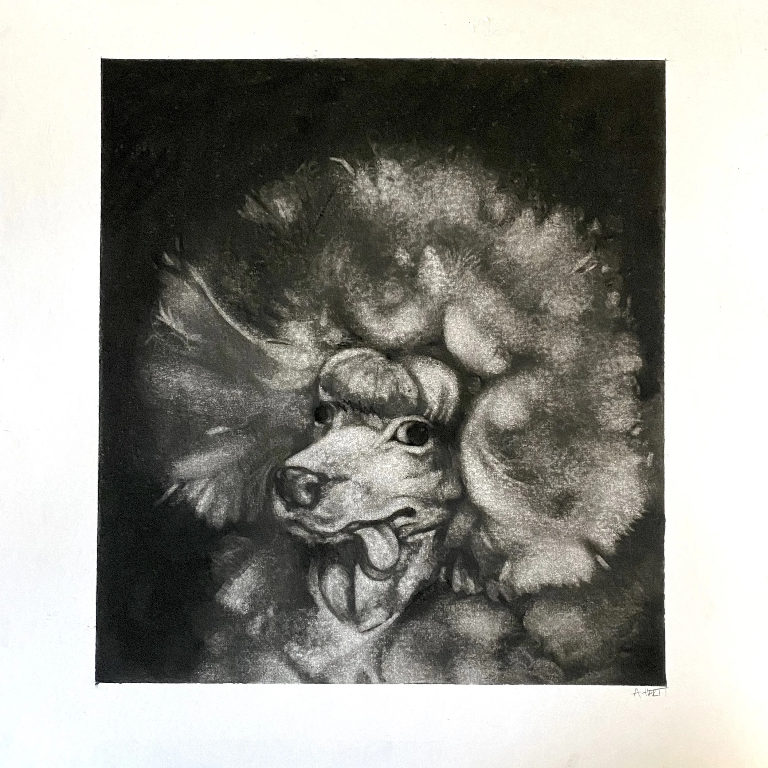 AmberHart_Poodle_CharcoalDrawing.jpg