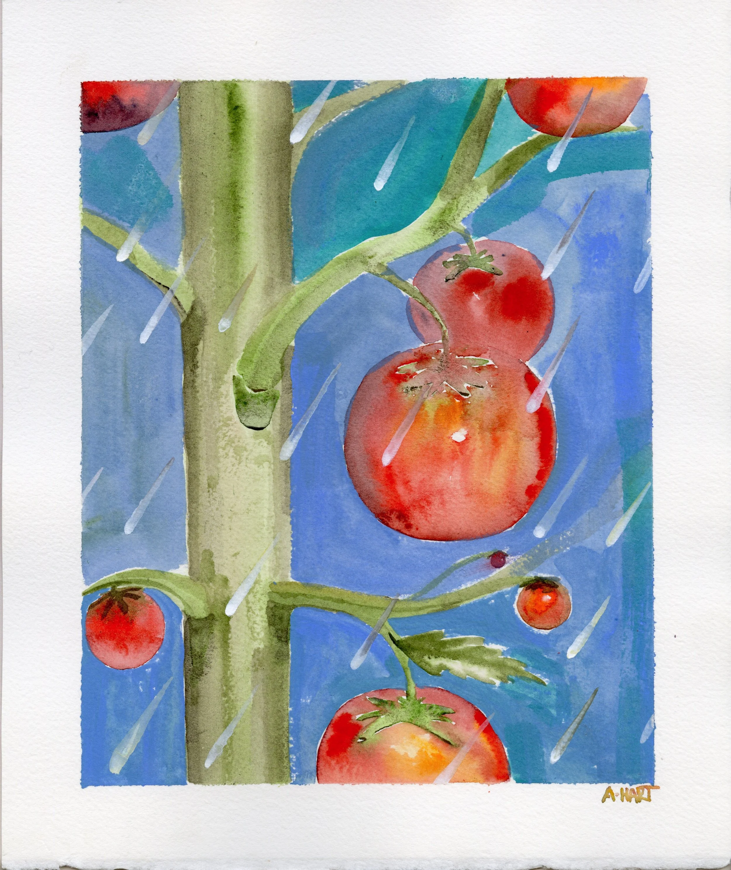 Watercolor_Tomatoes_Hart.jpeg