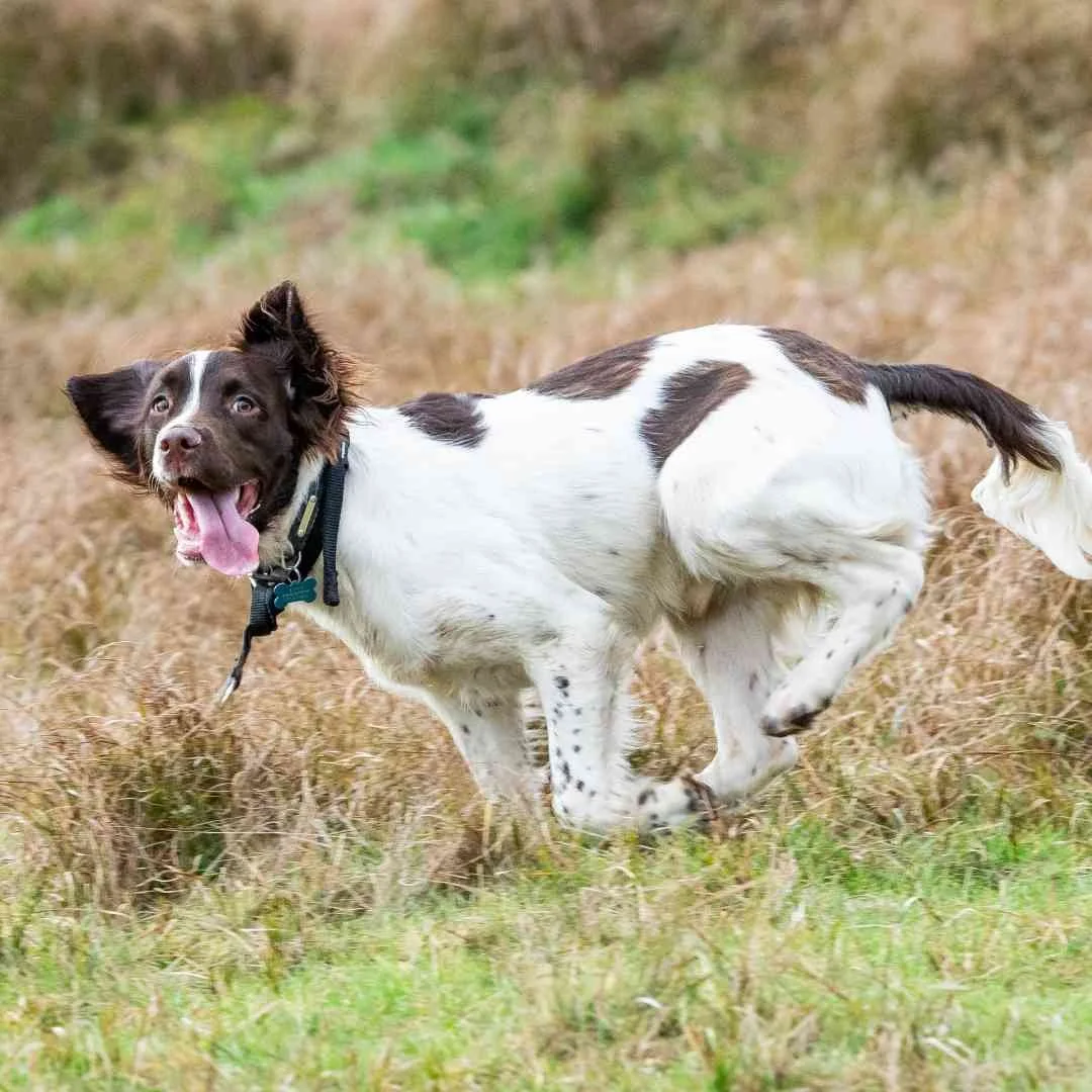 Springer Springer Spaniel Dog Training - A Realistic, Honest Springer Spaniel ...