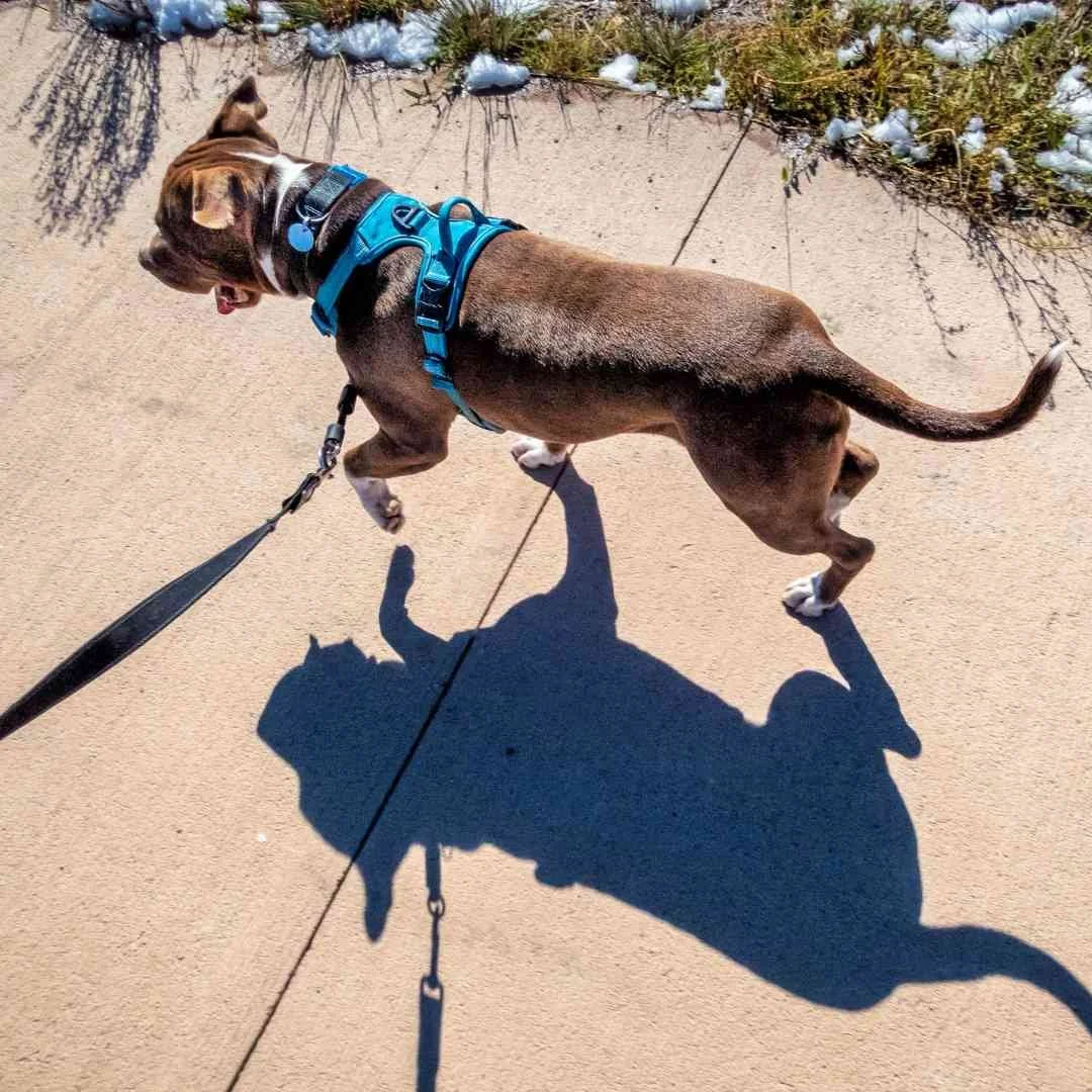 Why "Best dog harness to stop pulling?" is the WRONG question to ask — Best Mate Dog Training