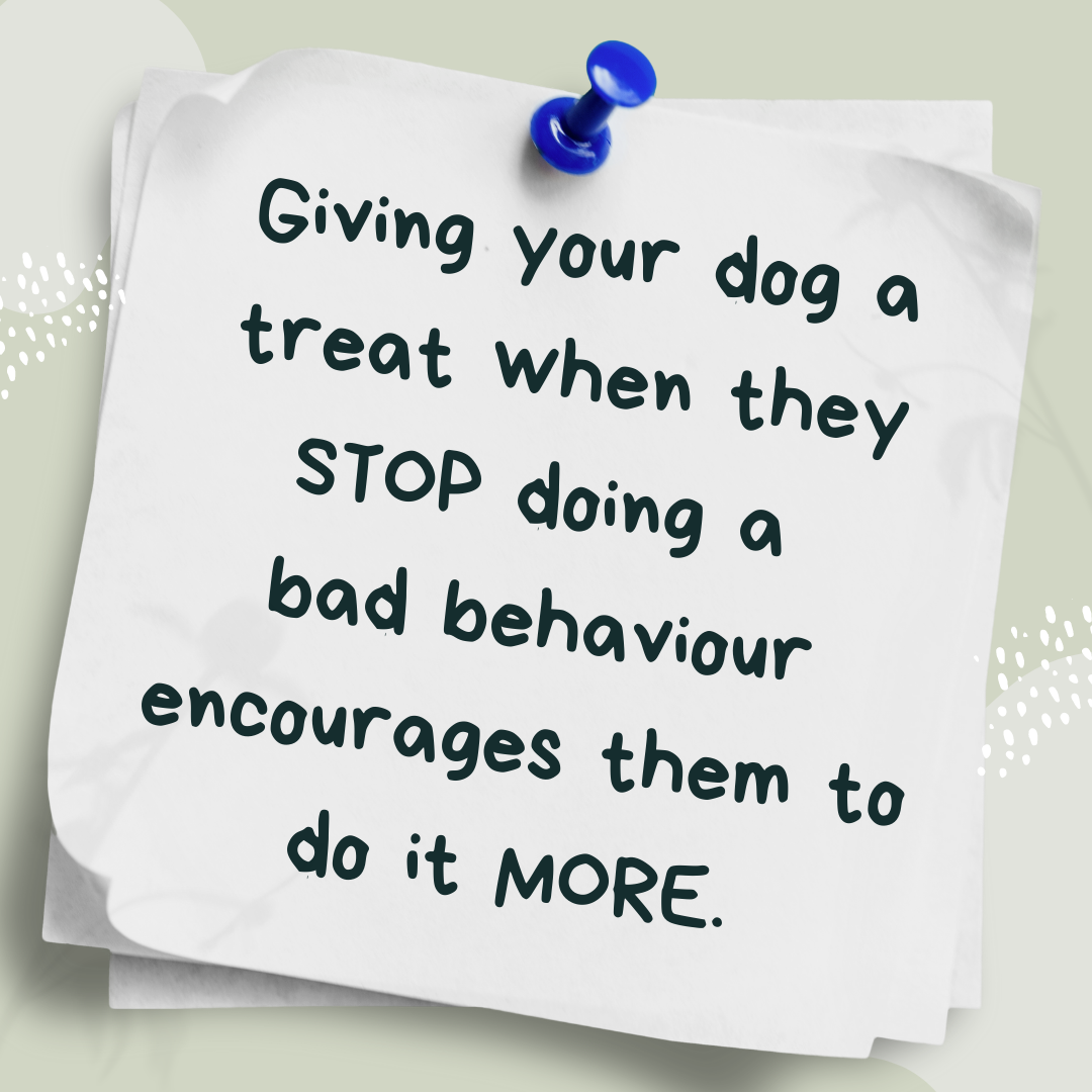 Dog Blog FoodFree Online Dog Training Course New Zealand — Best Mate