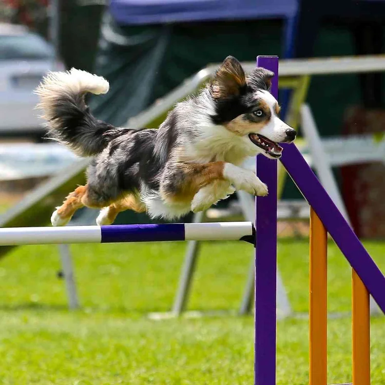 Training a Border Collie - a Realistic, Honest Border Collie Training ...