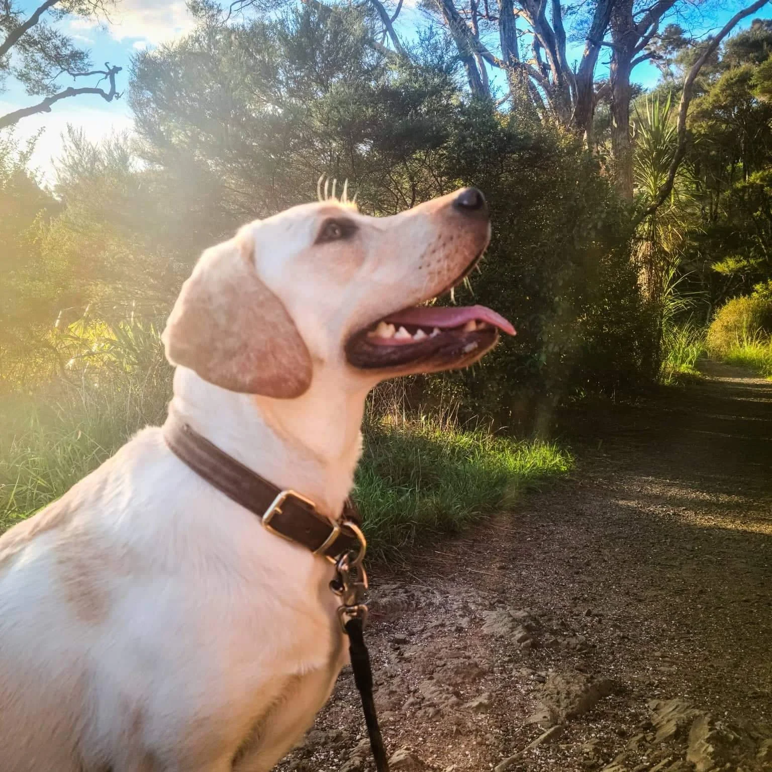 Dog Training Reviews Online Dog Trainer — Best Mate Dog Training