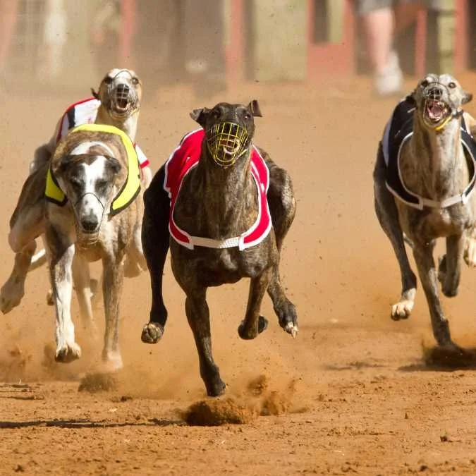 Training Greyhounds - The Honest Greyhound Dog Training Guide — Best ...