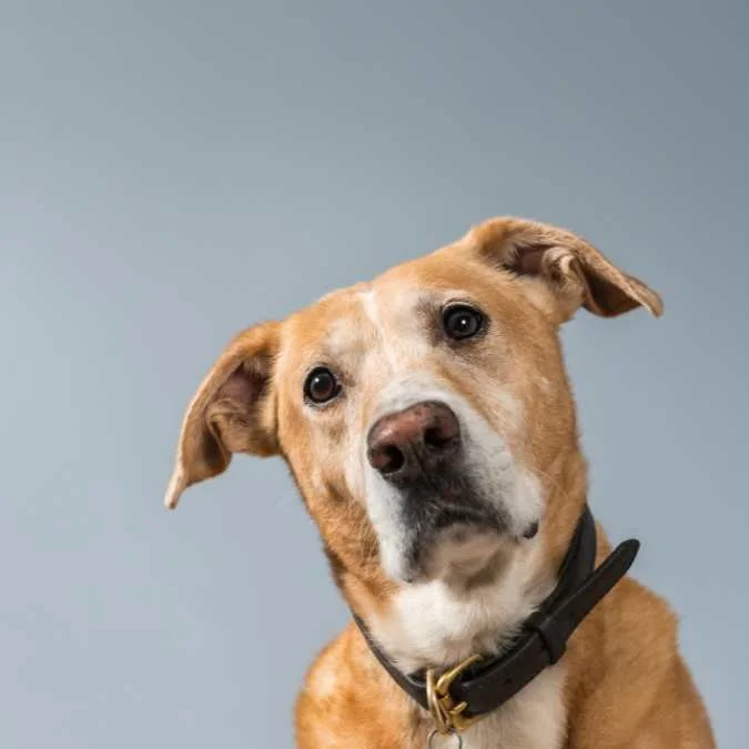 Dog Training for Rescue Dogs – The Honest Guide to Training Rescue Dogs ...
