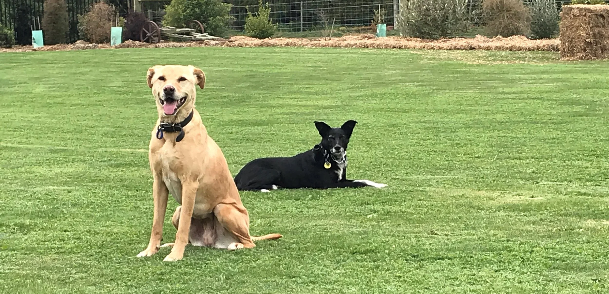 Dog-training-christchurch-happy-dog