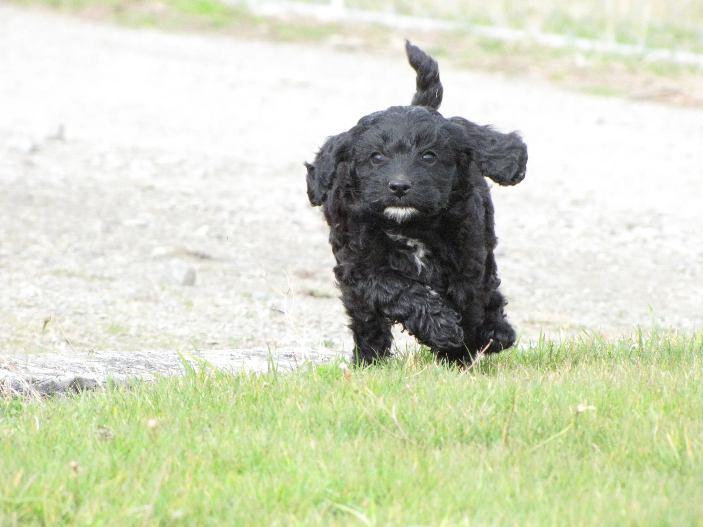 A reliable recall is top of the training list for most dog owners.