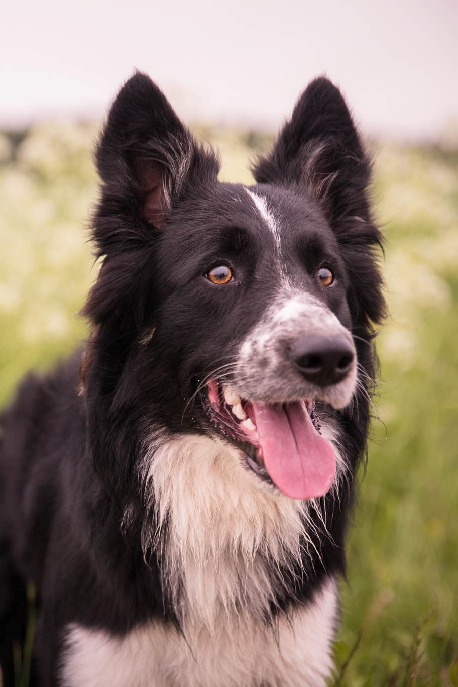 Best Mate Dog Training Programme