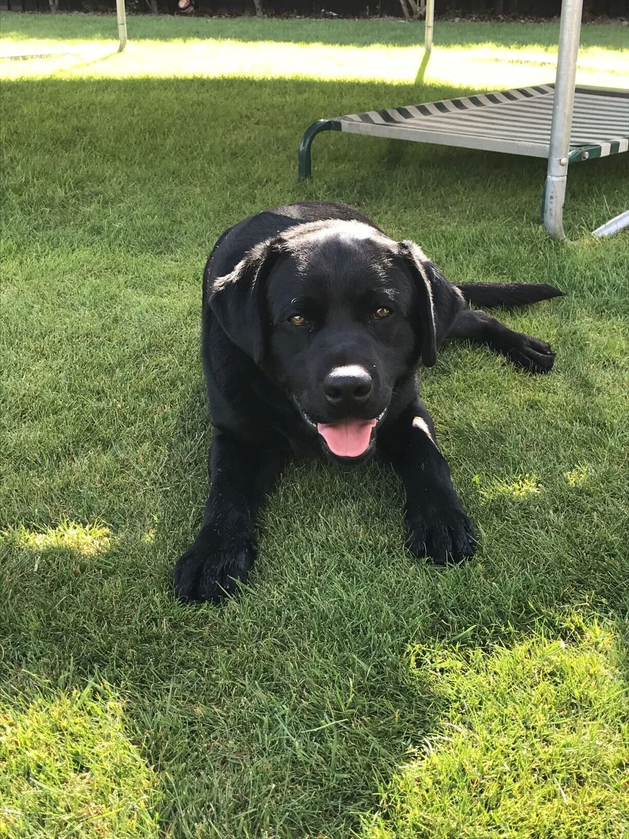 Jack - 1 year old Labrador