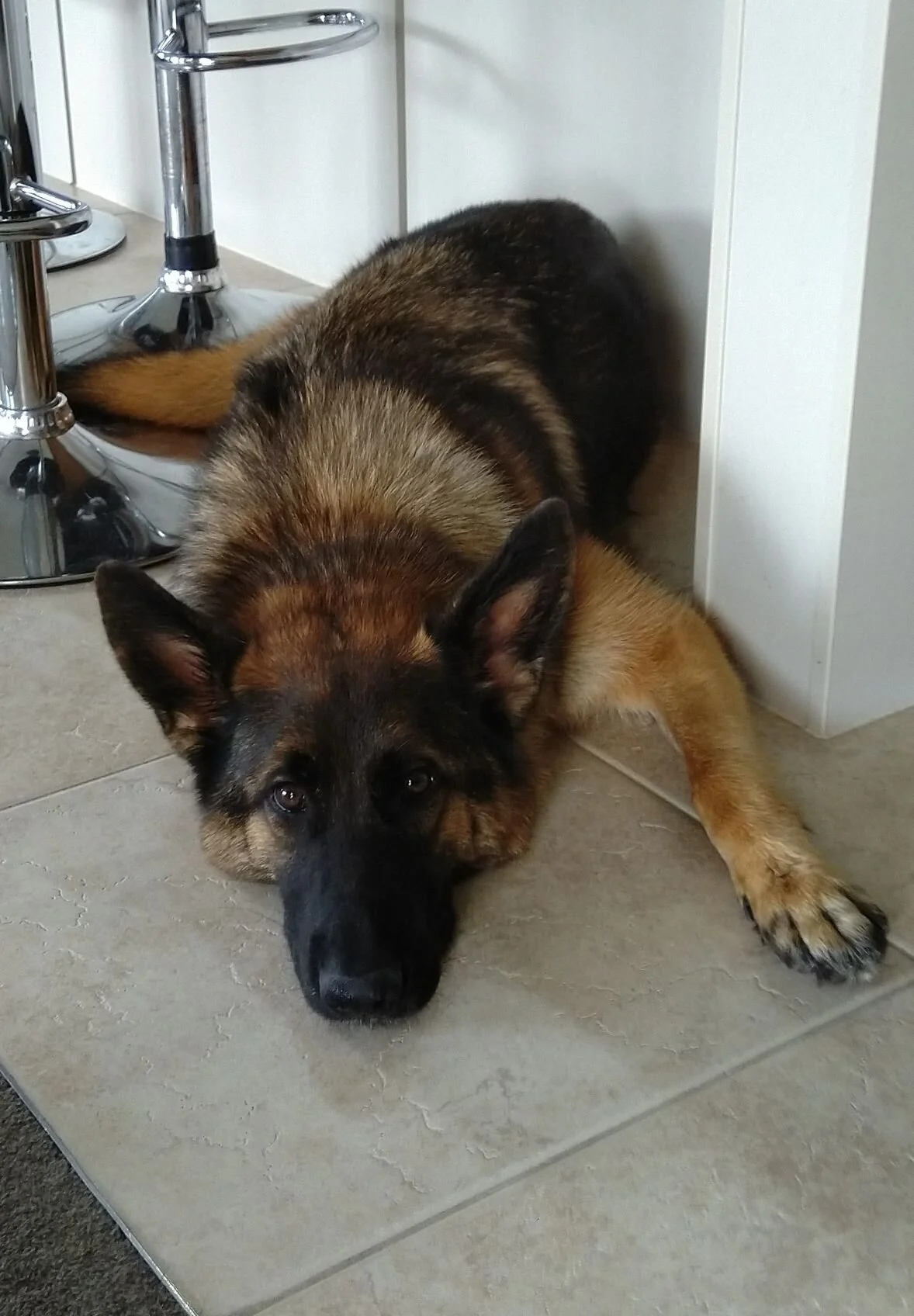 Nova - 1 year old German Shepherd