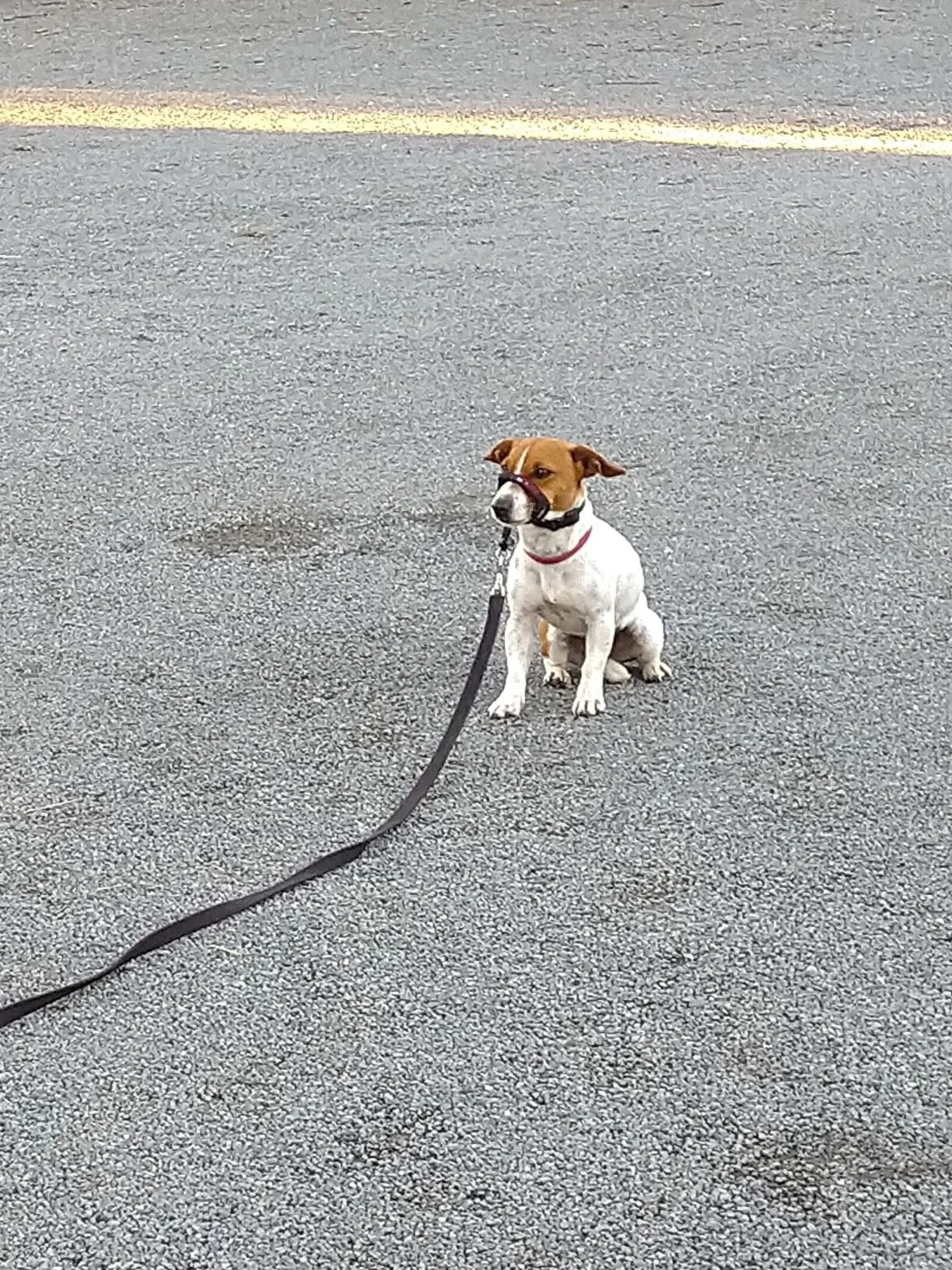 Millie - 1 year old Jack Russell x