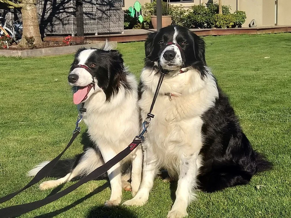 Sully (7 months), Milo (7 years) - Border Collies