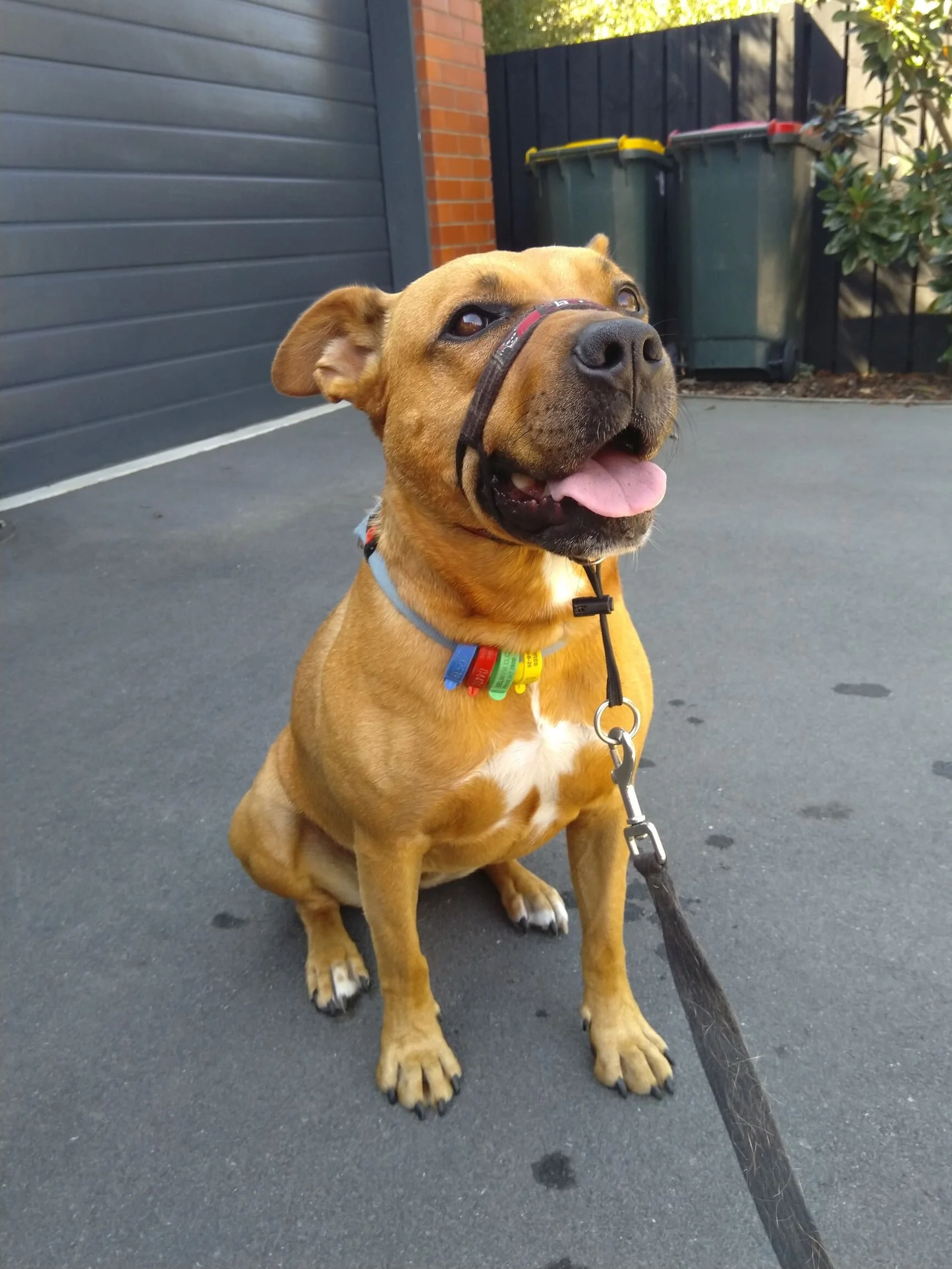 Marfie - 3 year old Huntaway/Staffy x