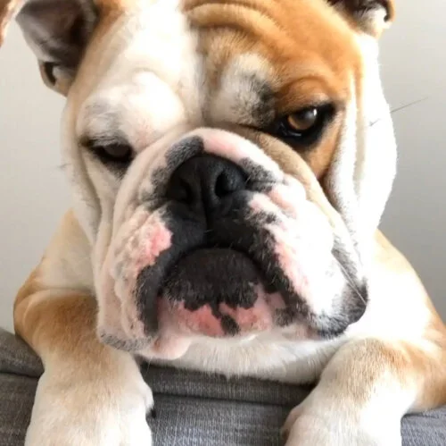 Bernard - 1 year old English Bulldog