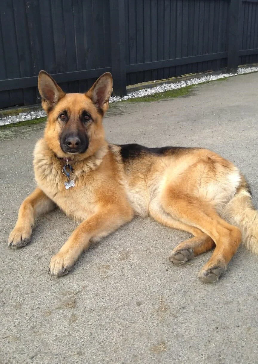Mia - 5 year old German Shepherd