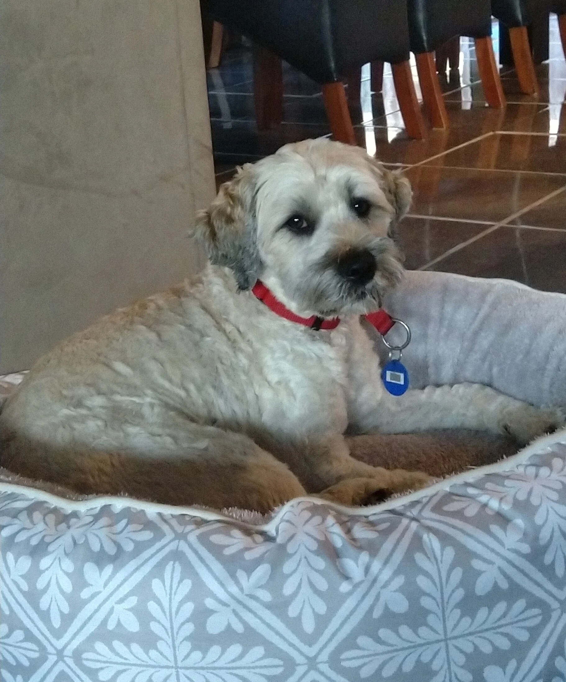 Albie - 2 year old Wheaten Terrier