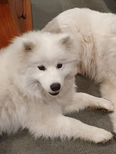 Poppy - 8 month old Samoyed