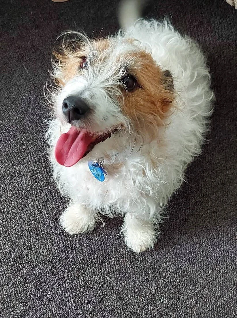 Basil - 5 year old Jack Russell