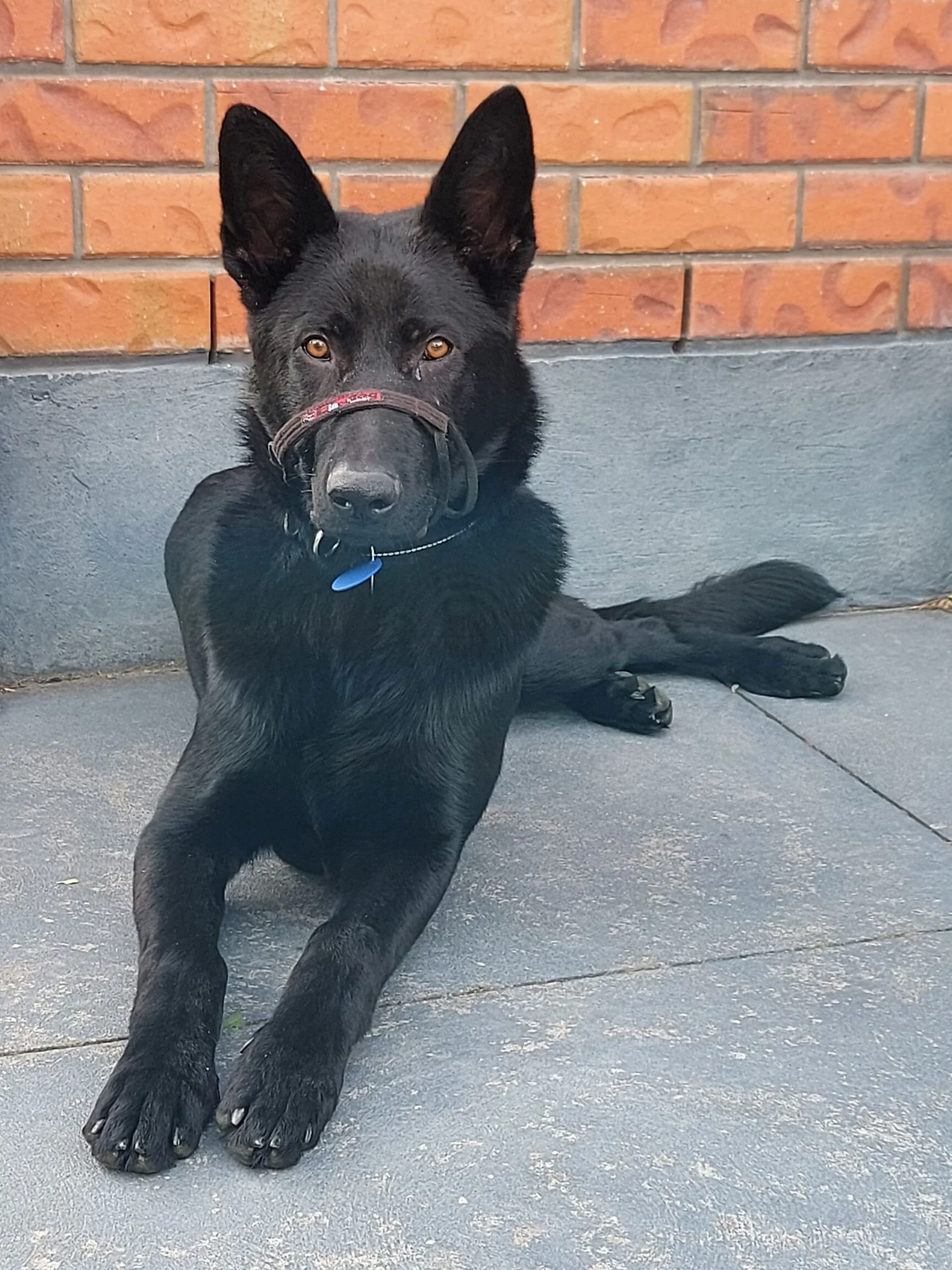 Dezil - 8 month old German Shepherd