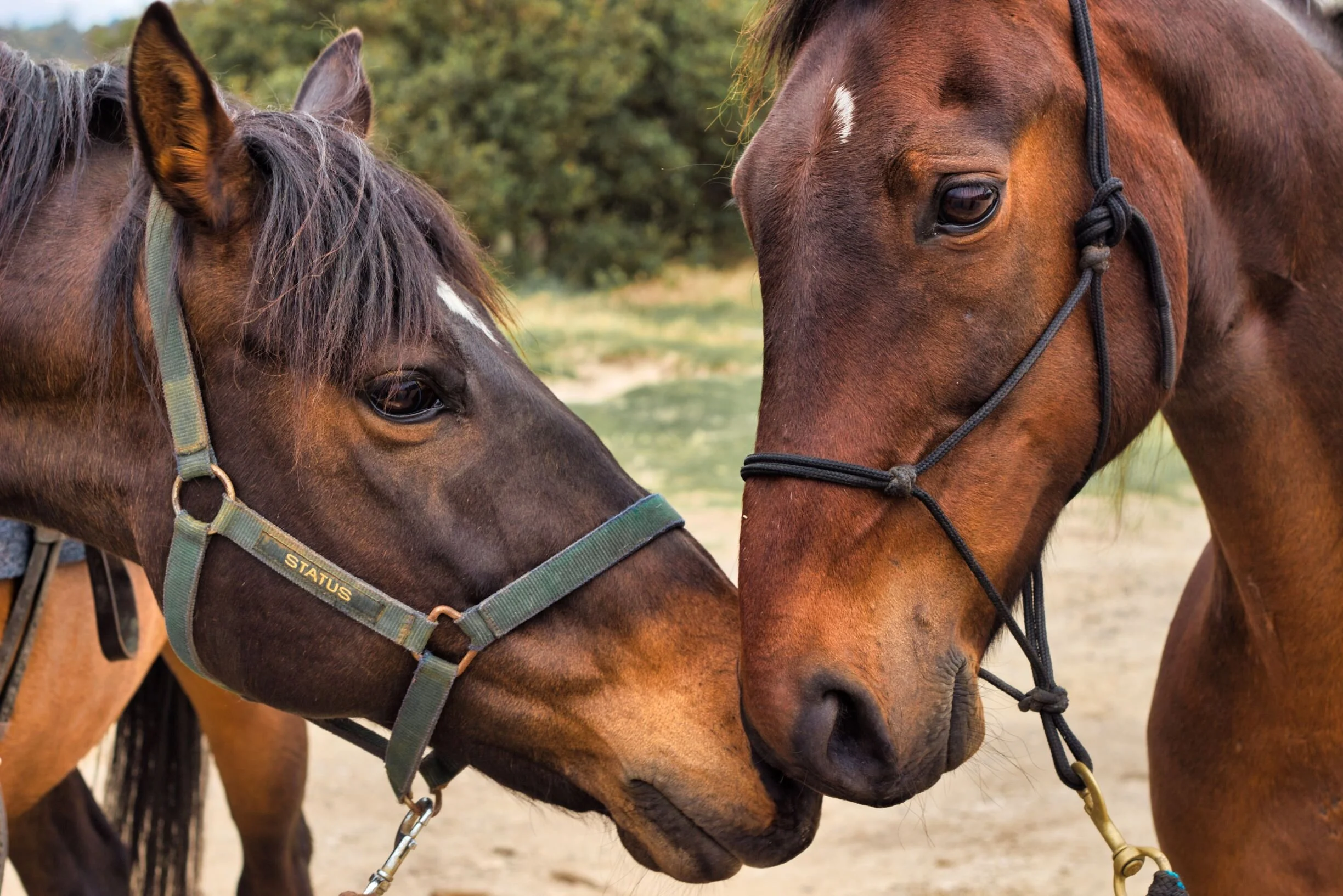 What do horses have to do with dog training?