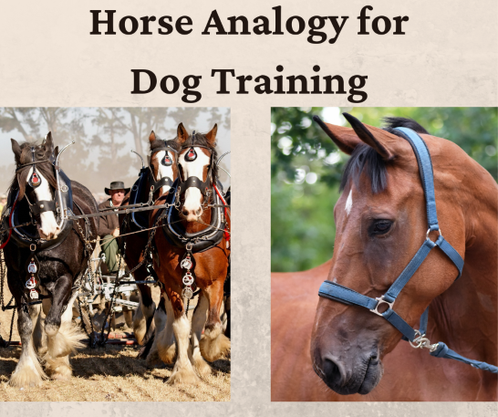 Dog Training Horse analogy
