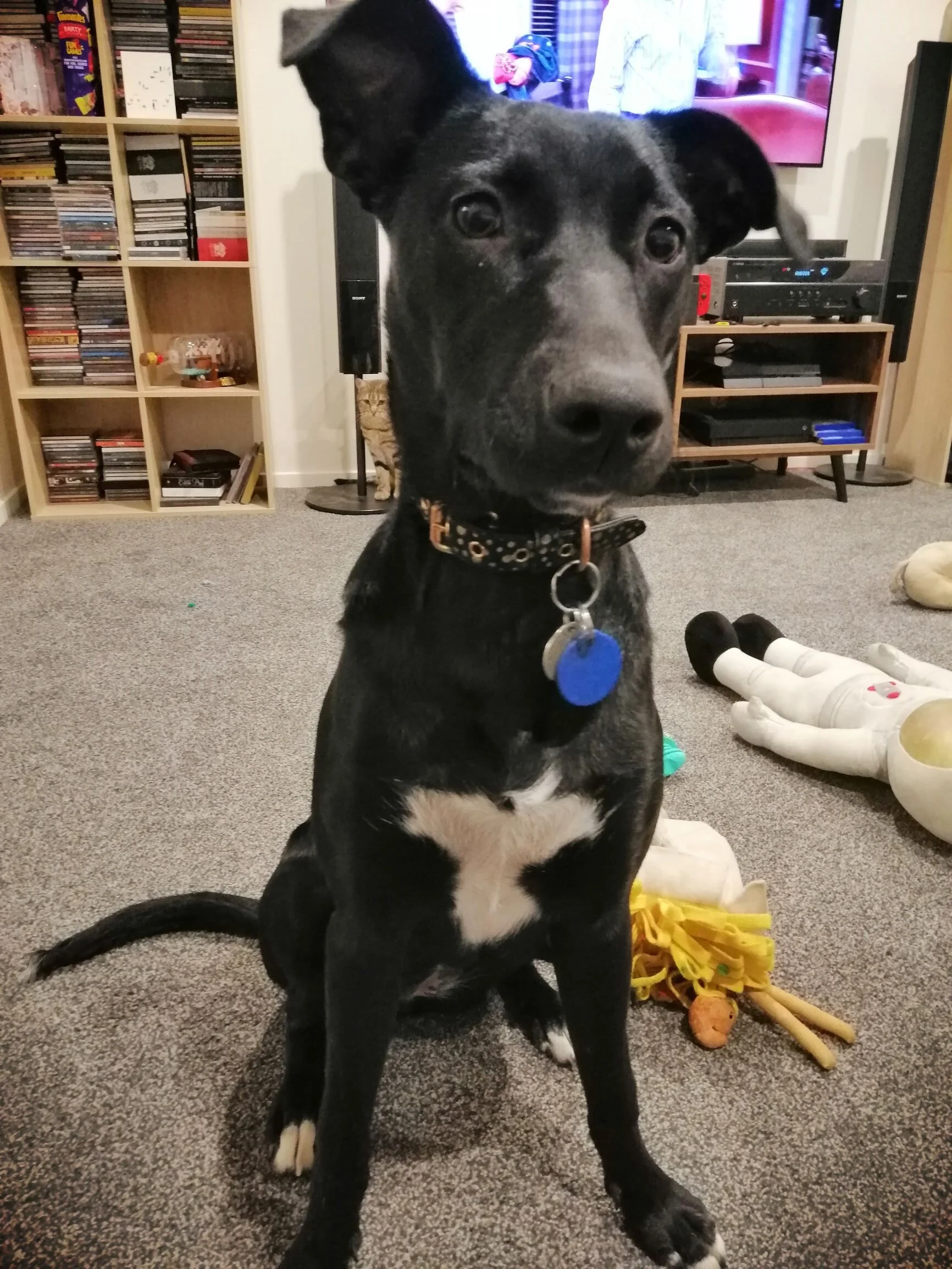 Hollie - 6 month old Lab x Huntaway