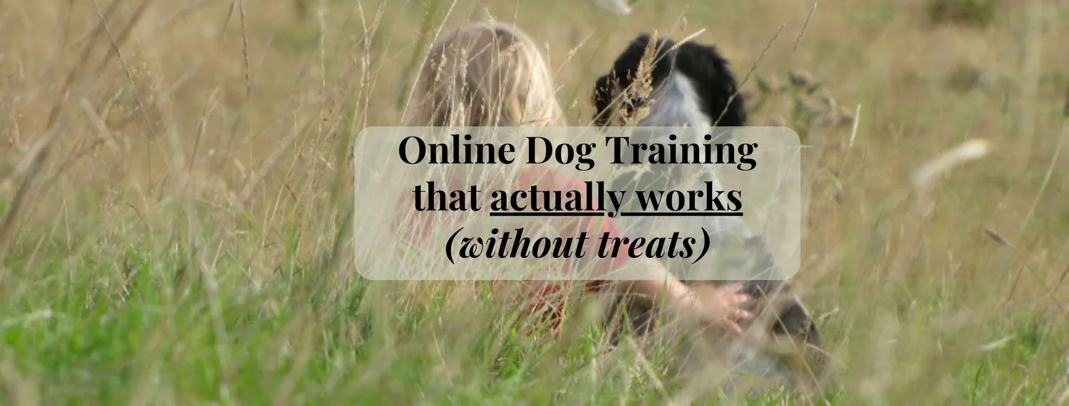 How to Train Over Excited Dogs: Effective Tips for Calm Behavior