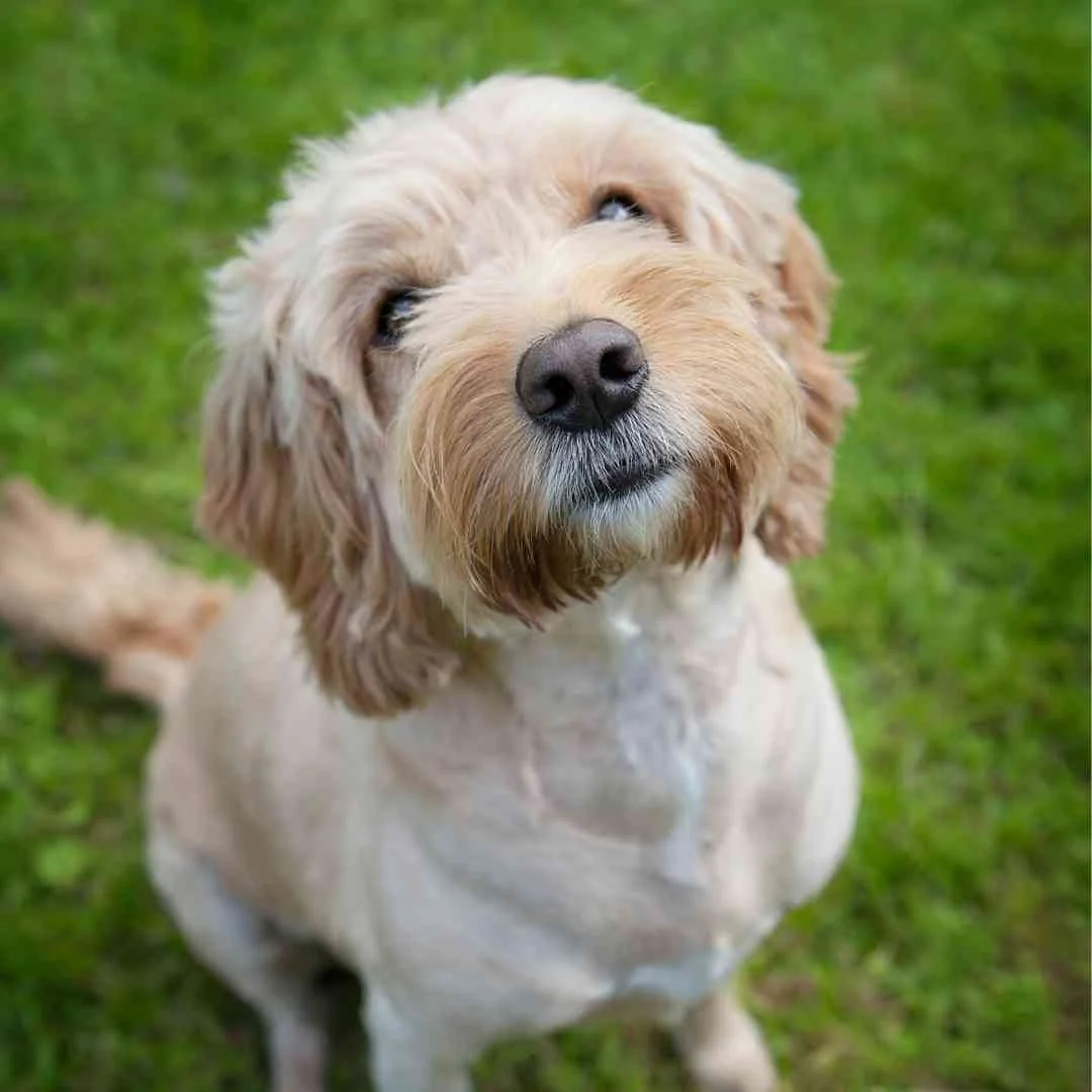 Train Cockapoo Training Cockapoos (or Spoodles) - A Realistic, Honest Cockapoo ...