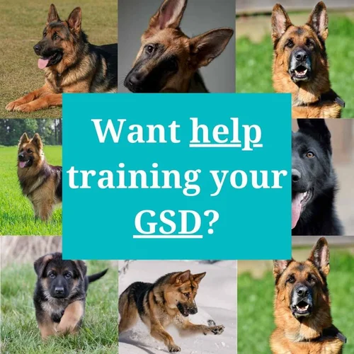 training-german-shepherds-a-realistic-honest-gsd-training-guide