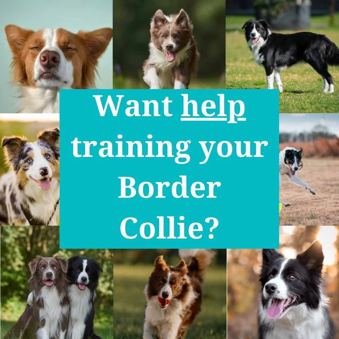 Training a Border Collie - a Realistic, Honest Border Collie Training ...