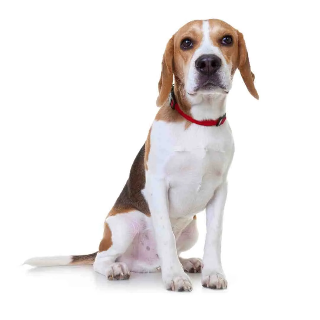 Beagle D Training Beagles - A Realistic, Honest Beagle Training Guide — Best ...