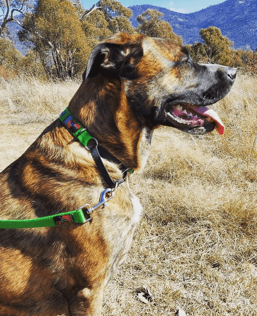 Buy shock collar for leash pulling Sale